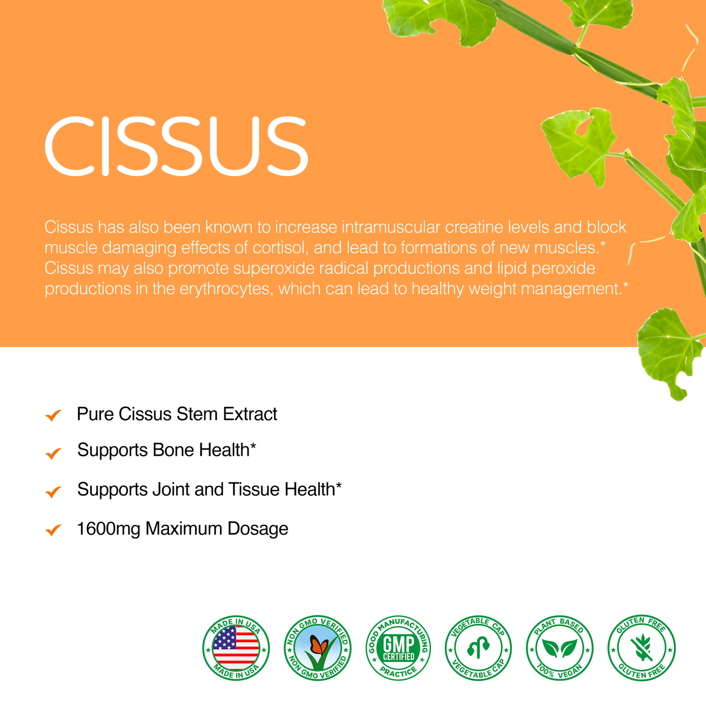 CISSUS STEM EXTRACT POWDER